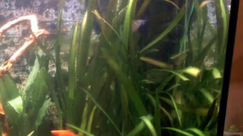 Riesenvallisnerie von Steffi & Hans (4)