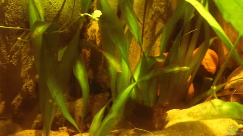 Riesenvallisnerien_12.09.2013 (nicht mehr im Becken) von Südamerikafreak BK (25)