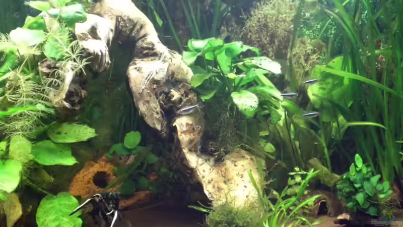 Riesenvallisnerien als Randbepflanzung von ChrisW (3)