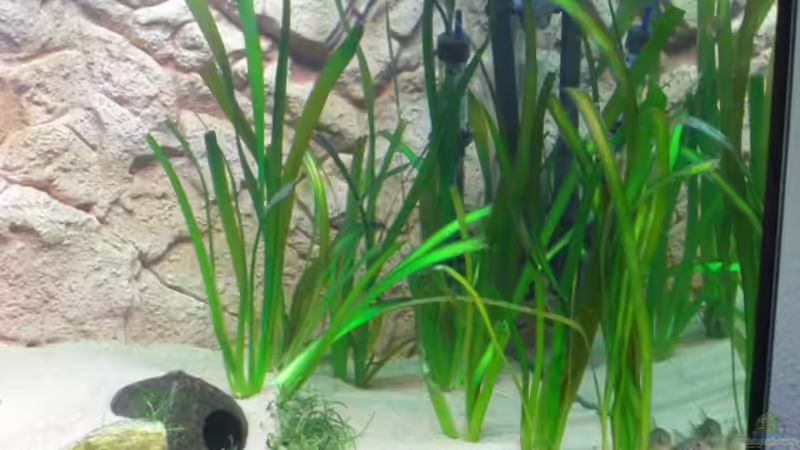 Riesenvallisnerien von Eichi82 (8)