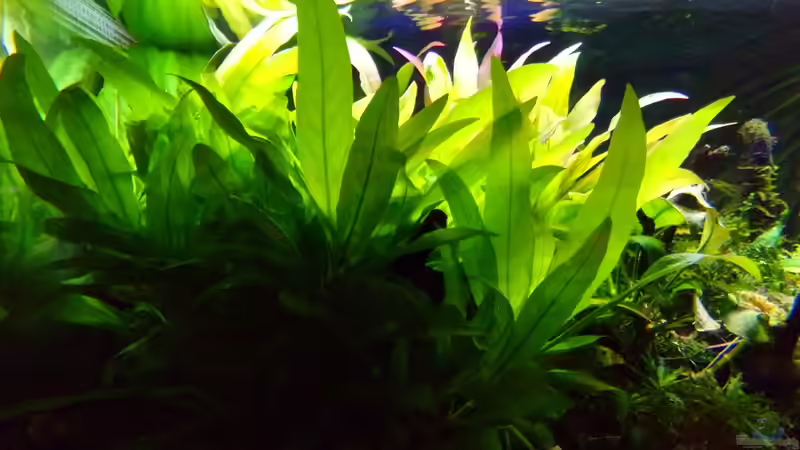 Riesenwasserfreund 30.01.17 von Der Nicky (36)