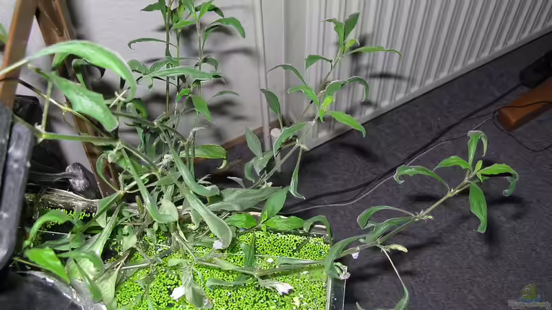 Riesenwasserfreund wächst aus dem Becken 30.03.2010 von Marlone (3)