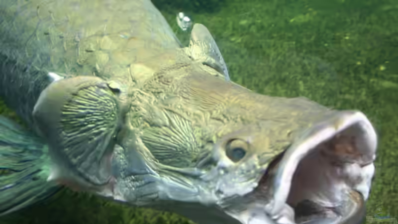 riesig! von Apistofan (30)