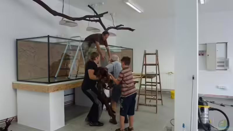 Riesige, vorgewässerte Moorkien kommen rein...ganz schön schwer, aber wir sind von aquazonica (7)