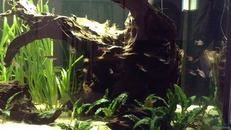 Riesige Wurzel von Simon W (5)