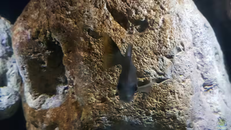 Riesiger 40 cm hohes Modul von Rockzolid von Florian Bandhauer (43)