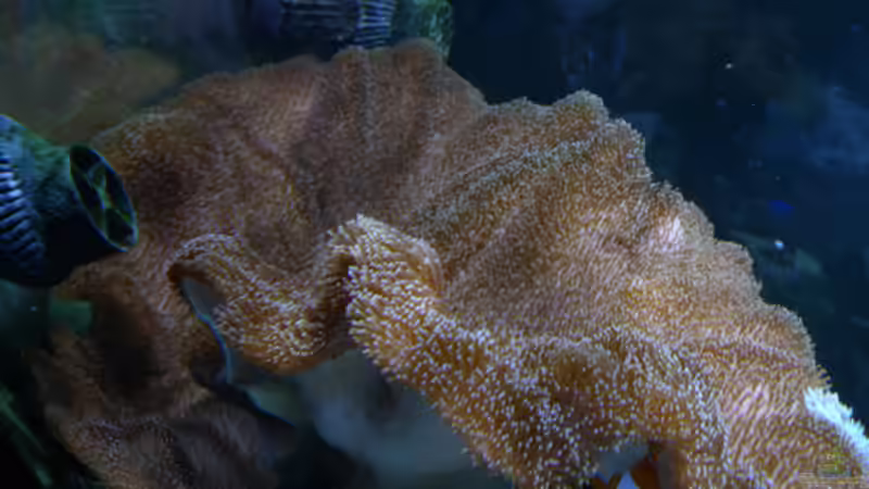 Riesiger Pilz von Flevus (20)