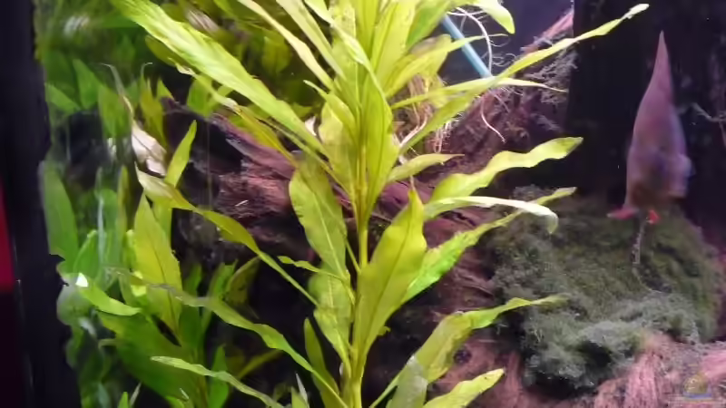 Riesnewasserfreund von Michi 82 (11)