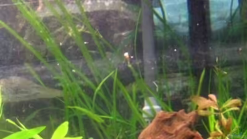 Rießen Vallis von DanBri (17)