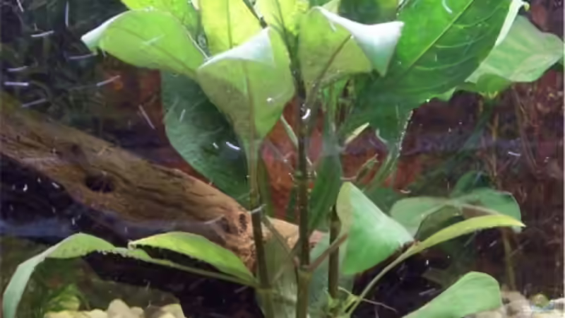 Rießen Wasserfreund von Kerstin Zänker (4)