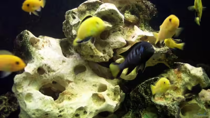 Riff aus Lochgestein von Christoph Gesing (4)