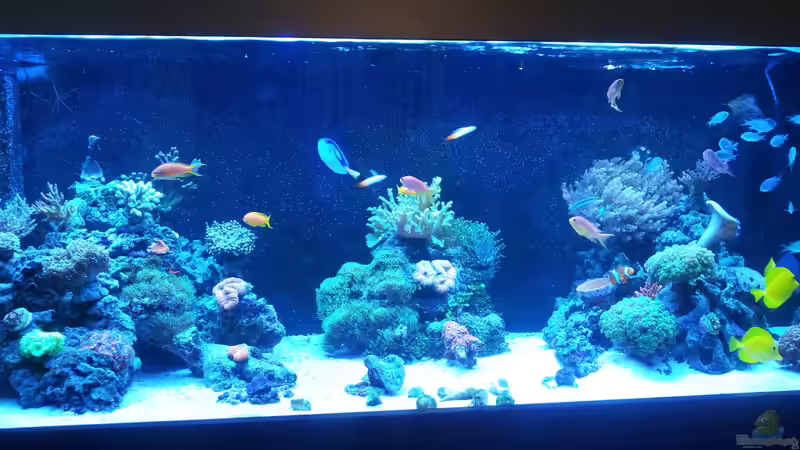 Riff im Wohnzimmer von ollil81 (1)