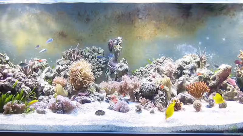 Riff nimmt nur langsam Gestalt an von MartinS (14)