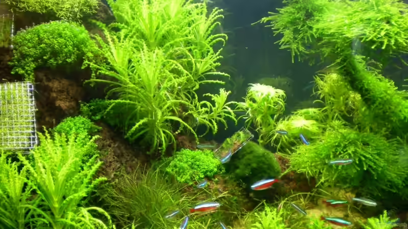 Riff von Marc Joist (2)