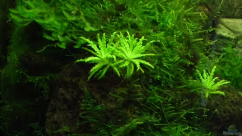 Riff von Sabine Stark (21)