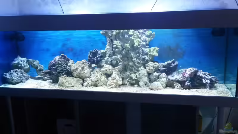 Riffaufbau erweitert  von Wiege (22)