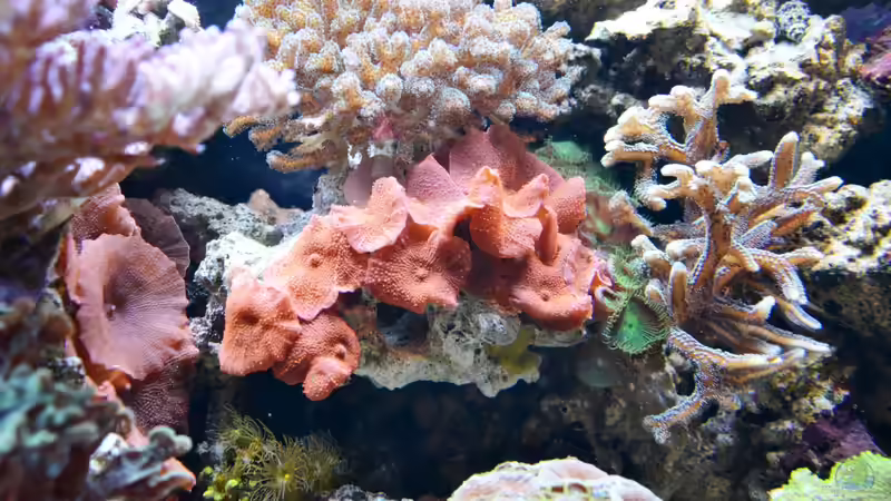 Riffausschnitt (Discosoma sp.) von berchti555 (9)