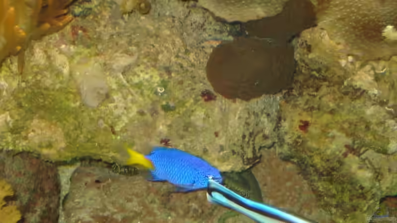 Putzerfisch im Aquarium halten (Einrichtungsbeispiele für Putzerfische)