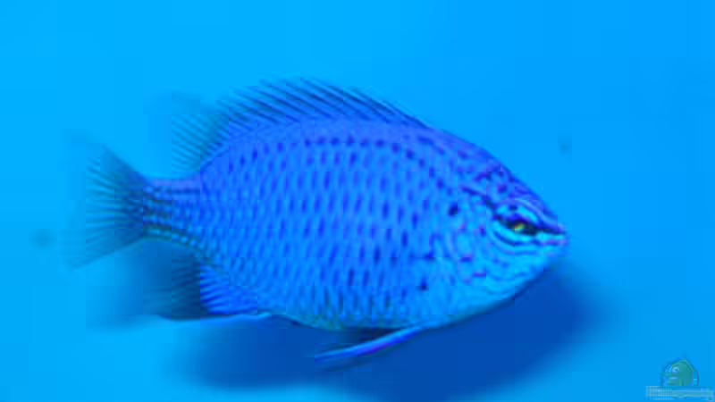 Riffbarsch NICHT MEHR IM BECKEN von .uschi (52)