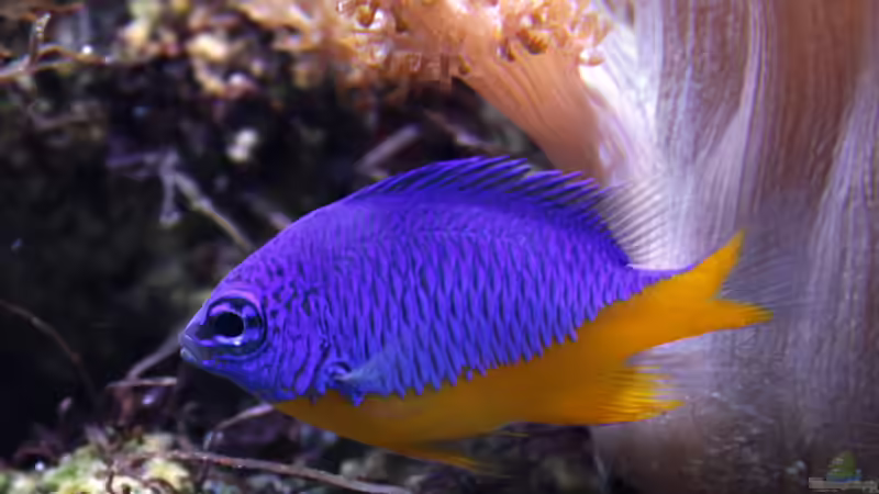 Riffbarsche - Faszination, Haltung und Artenvielfalt im Meerwasseraquarium