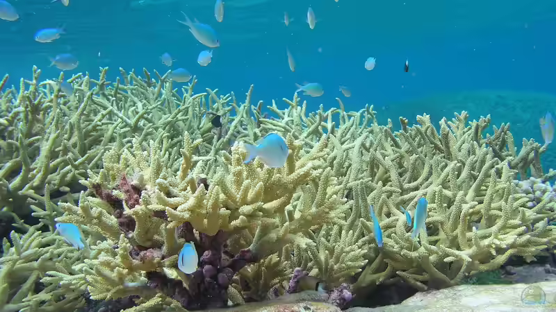 Riffbarsche - Faszination, Haltung und Artenvielfalt im Meerwasseraquarium