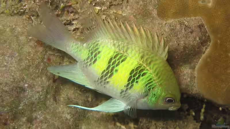 Riffbarsche - Faszination, Haltung und Artenvielfalt im Meerwasseraquarium