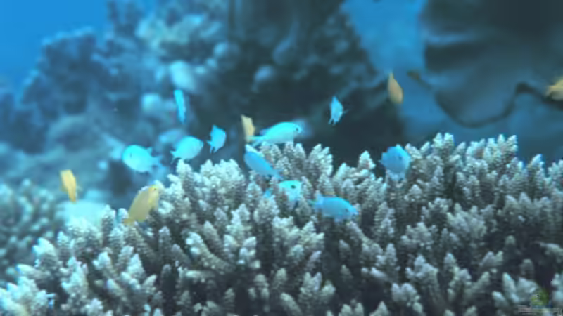 Riffbarsche - Faszination, Haltung und Artenvielfalt im Meerwasseraquarium