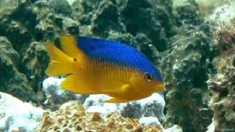 Riffbarsche - Faszination, Haltung und Artenvielfalt im Meerwasseraquarium