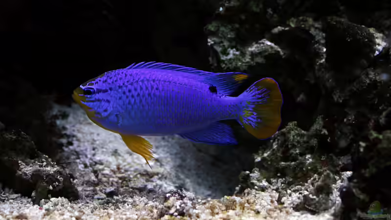 Riffbarsche - Faszination, Haltung und Artenvielfalt im Meerwasseraquarium