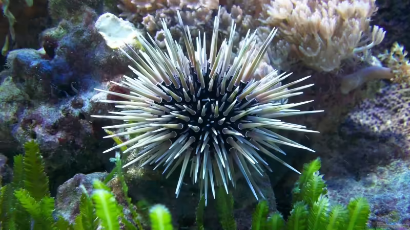 Echinoidea-Arten im Aquarium halten (Einrichtungsbeispiele mit Seeigeln)