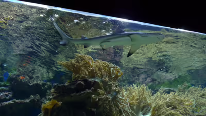 Riffhai! von Flevus (29)