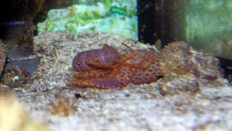 Riffhummer hat sich gehäutet von René Geisler (30)