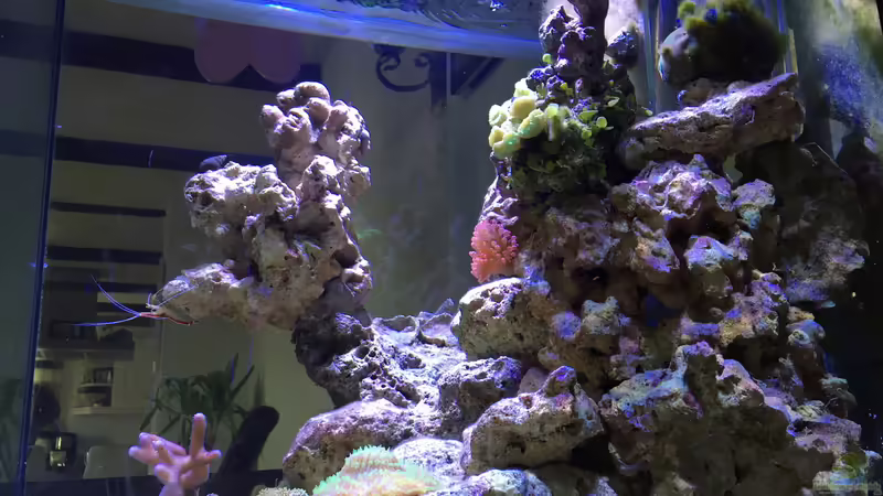 Riffkante von Cyano-Kanone (1)