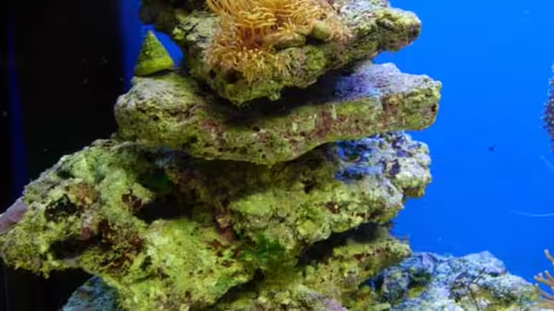 Riffsäule auf der linken Beckenseite von Stefan Kamp (3)