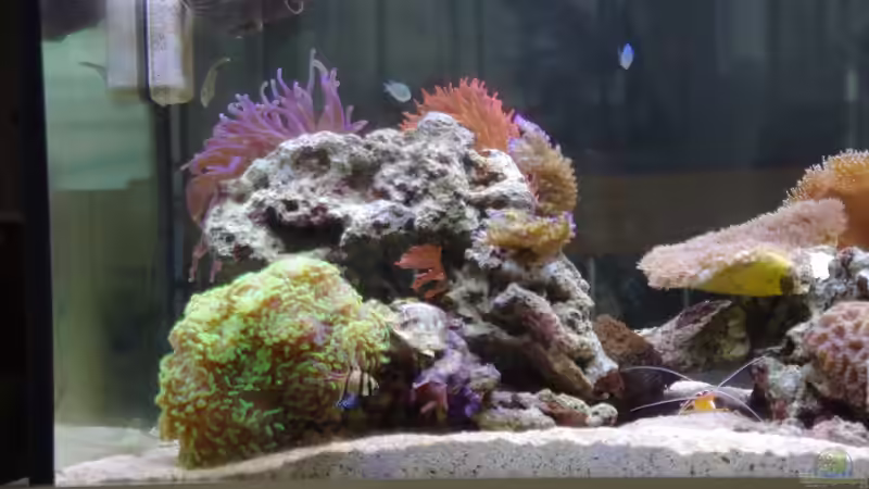 Riffsäule links 10/2012 von Dominik N. (10)