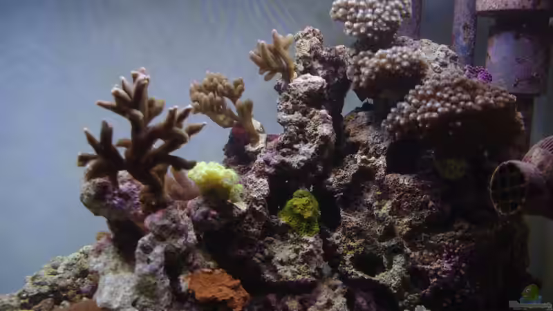 Riffsäule rechts 04/2012 von Dominik N. (25)