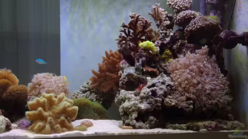 Riffsäule rechts 10/2012 von Dominik N. (7)