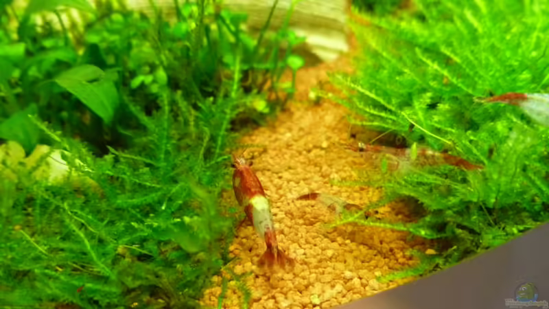 Rili Garnelen von tanja4 (12)