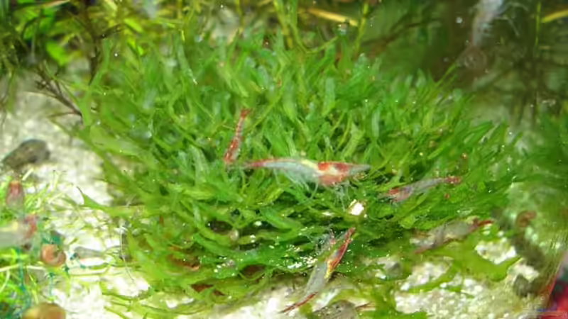 Rilis von hej kompisar (22)