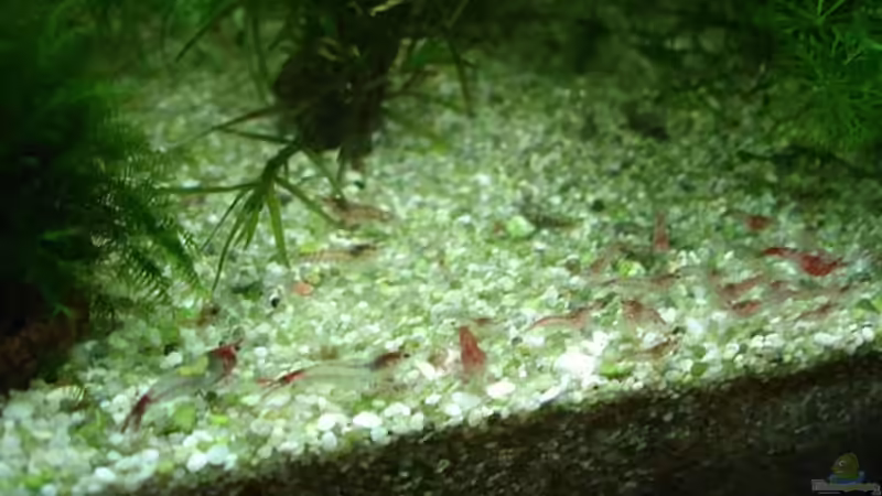 Rilis von hej kompisar (24)