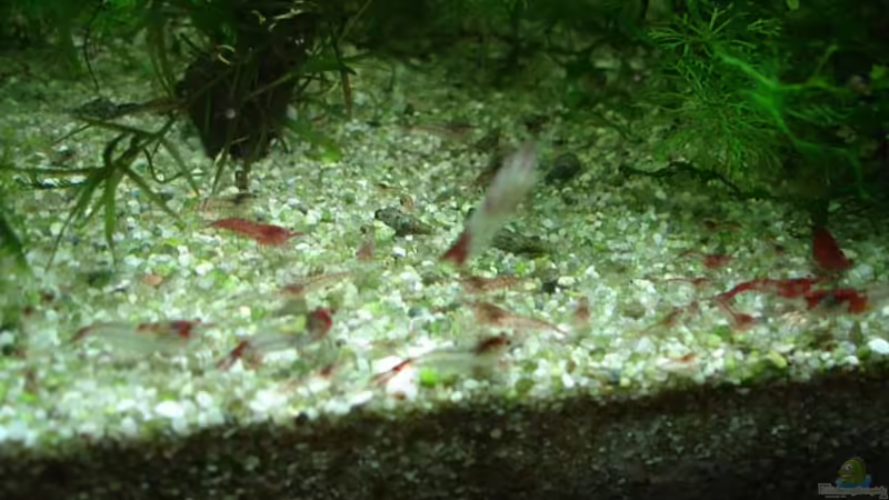 Rilis von hej kompisar (25)