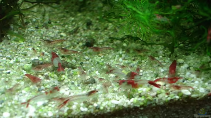 Rilis von hej kompisar (26)