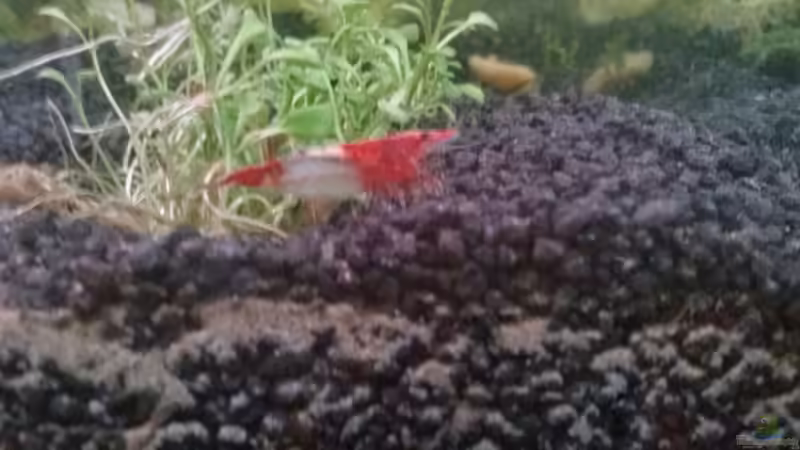 Rilli Garnele  von Kathys 2014 (16)