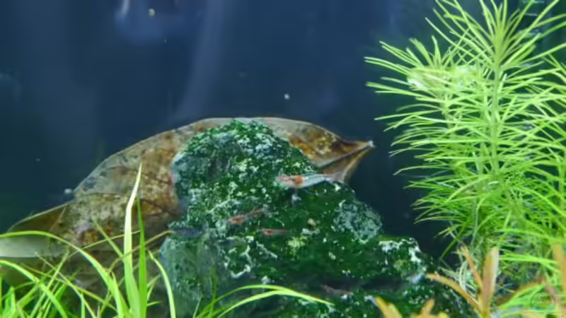 Rilli Sakura Jungtiere von Zebraschneggla (1)