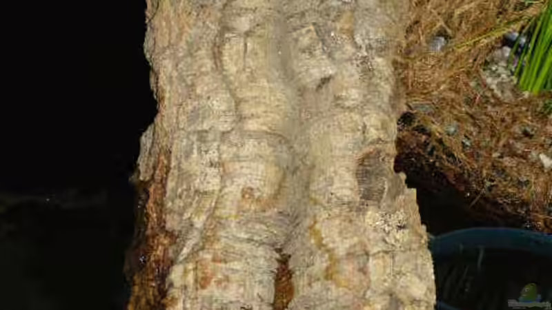 Rinde als Steg umfunktioniert von SeLo (26)