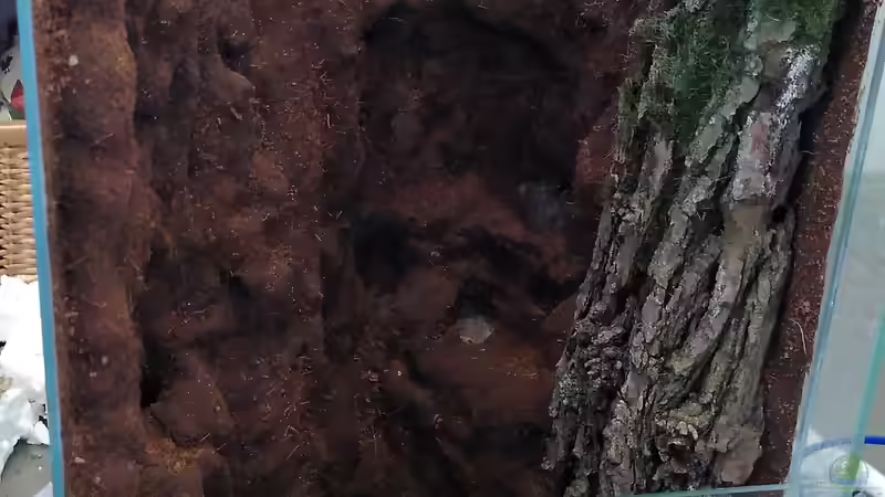 Rindenstück angebracht von Stephi (24)