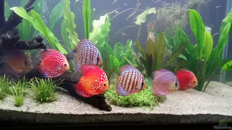 Rinderherz für Diskusfische - Sinnvoll, riskant oder unverzichtbar?