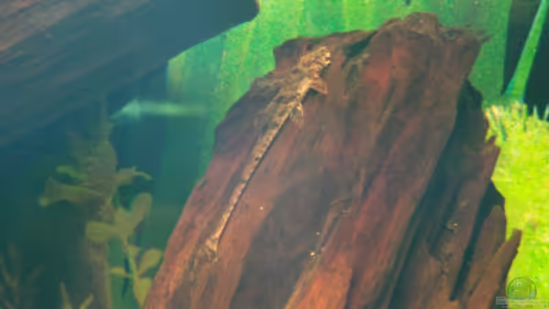 Rineloricaria fallax Hexenwels von Trockenschwimmer (19)