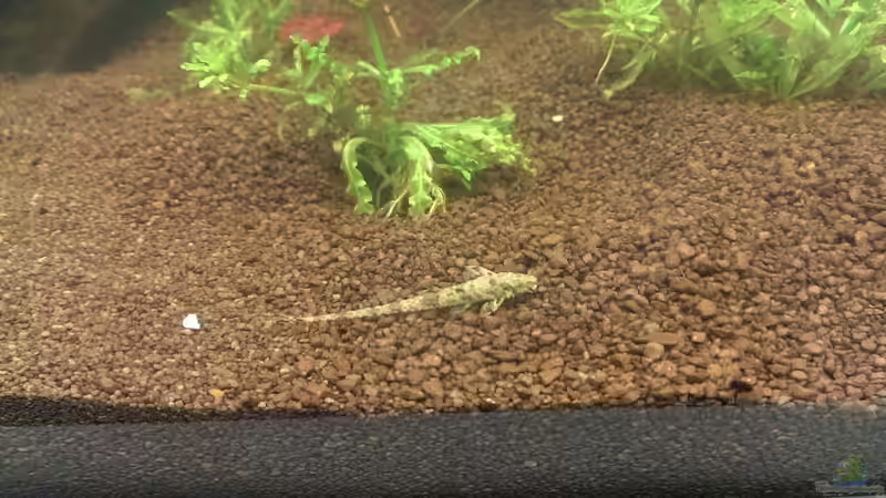 Rineloricaria parva  von Seemann (50)