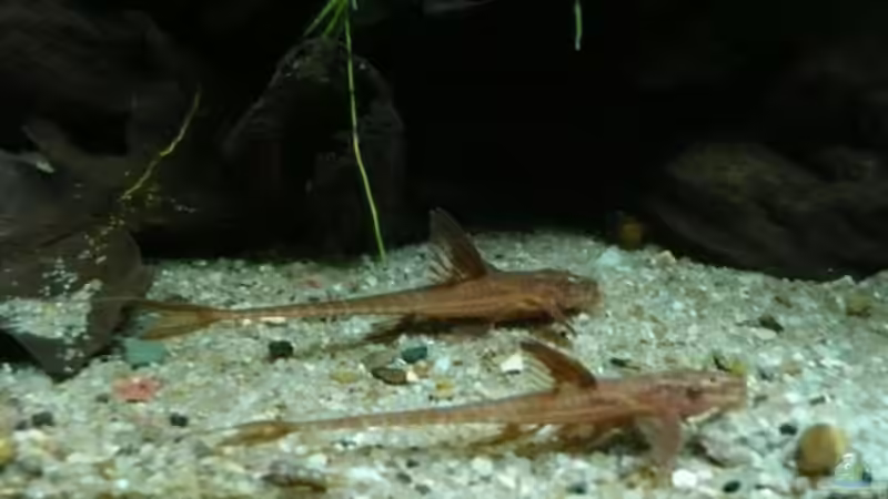 Rineloricaria spec. ´Rot´ von Andreas Fuchs (22)